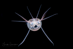 Diamond Squid - Thysanoteuthis rhombus