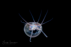 Diamond Squid - Thysanoteuthis rhombus