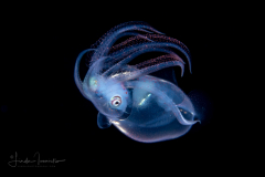Diamond Squid - Thysanoteuthis rhombus