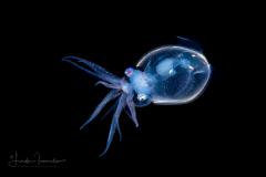 Diamond Squid - Thysanoteuthis rhombus