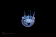 Diamond Squid - Thysanoteuthis rhombus