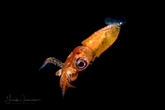 Possibly Gianteye Squid - Abralia veranyi