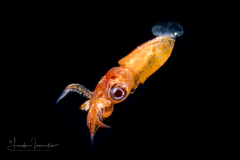 Squid