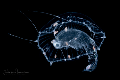 Hydromedusa - Aequorea sp. - Preying on a Sea Elephant - Cardiapoda placenta