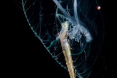 Hydromedusa - Leptothecata - Blackfordia virginica - feeding on Sea Butterfly - Pteropoda - Euthecosomata - Creseis acicula