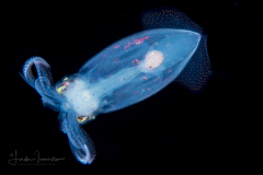 Inshore Squid - Doryteuthis sp.