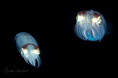Inshore Squid - Doryteuthis sp.