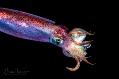 Inshore Squid - Doryteuthis sp.