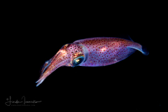 Inshore Squid - Doryteuthis sp.