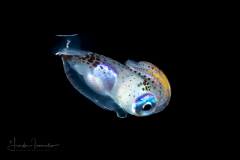Jeremy Squid -  Walvisteuthis jeremiahi