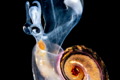Atlantidae - Atlanta tokiokai - Pelagic Marine Gastropod Mollusk - Heteropod