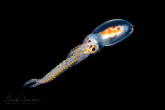 Longarm Octopus - Macrotritopus defilippi