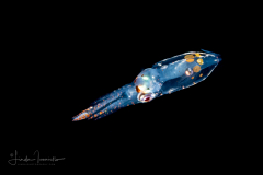 Midwater Squid - Enoploteuthidae Family - Abralia veranyi