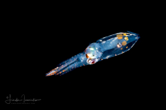 Midwater Squid - Enoploteuthidae Family - Abralia veranyi