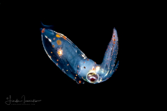 Midwater Squid - Enoploteuthidae Family - Abralia veranyi