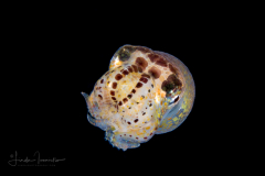 Octopus Paralarva - Brown-Striped Octopus - Amphioctopus burryi