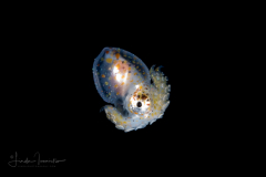 Octopus Paralarva
