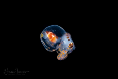 Octopus Paralarva