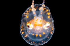 Octopus in a Bubble - Paralarva - Tremoctopus species - Blanket Octopus