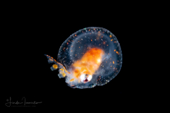 Octopus in a Bubble - Paralarva - Tremoctopus species - Blanket Octopus