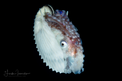Paper Nautilus - Argonaut -  Argonautidae - Pelagic Octopus - Female