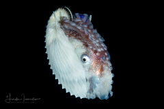 Paper Nautilus - Female - Argonaut - Argonautidae - Argonauta argo