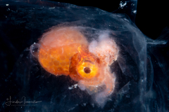 Paper Nautilus - Female - Argonaut - Argonautidae - Argonauta argo