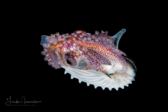 Paper Nautilus - Argonaut - Argonautidae - Pelagic Octopus - Female