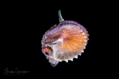 Paper Nautilus - Female - Argonaut - Argonautidae - Argonauta argo