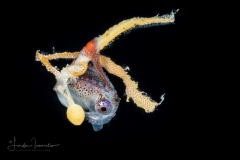 Paper Nautilus - Female - Argonaut - Argonautidae - Argonauta argo