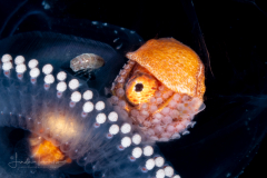 Paper Nautilus - Female - Argonaut - Argonautidae - Argonauta argo - on a Salp