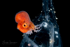 Argonautoid -  Argonautoidea - Pelagic Octopus - In a Salp Chain