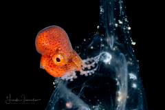 Argonauta - Argonautidae - Pelagic Octopus - In a Salp Chain