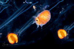 Argonauta - Argonautidae - Pelagic Octopus - In a Salp Chain