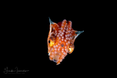 Paper Nautilus - Female - Argonaut - Argonautidae - Argonauta argo