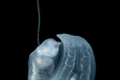 Pelagic Midwater Nudibranch - Cephalopyge trematoides - With Eggs