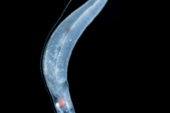 Pelagic Midwater Nudibranch - Cephalopyge trematoides - With an Egg String