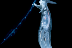 Pelagic Midwater Nudibranch - Cephalopyge trematoides - preying on a Nanomia bijuga Siphonophore