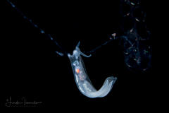 Pelagic Midwater Nudibranch - Cephalopyge trematoides - preying on a Nanomia bijuga Siphonophore