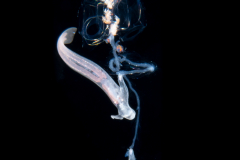 Pelagic Midwater Nudibranch - Cephalopyge trematoides - preying on a Nanomia bijuga Siphonophore