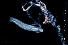 Pelagic Midwater Nudibranch - Cephalopyge trematoides - preying on a Nanomia bijuga Siphonophore