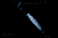 Pelagic Midwater Nudibranch - Cephalopyge trematoides - preying on a Nanomia bijuga Siphonophore