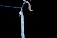 Pelagic Midwater Nudibranch - Cephalopyge trematoides - with juveniles