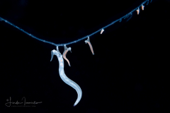 Pelagic Midwater Nudibranch - Cephalopyge trematoides - with juveniles