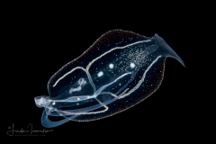Pelagic Nudibranch - Nudibranchia - Phylliroe lichtensteinii