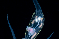 Pelagic Nudibranch - Nudibranchia - Phylliroe bucephala
