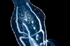 Pelagic Nudibranch - Nudibranchia - Phylliroe lichtensteinii - Feeding on an Aequorea sp. Hyrdromedusa