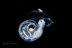 Pelagic Nudibranch - Nudibranchia - Phylliroe lichtensteinii - Feeding on Aequorea sp. Hydromedusa