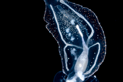 Pelagic Nudibranch - Nudibranchia - Phylliroe lichtensteinii - Feeding on Aequorea sp. Hydromedusa