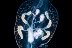 Pelagic Nudibranch - Nudibranchia - Phylliroe bucephala - Spawning